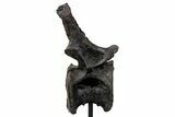 Sauropod (Barosaurus) Caudal Vertebra w/ Metal Stand - Wyoming #334646-4